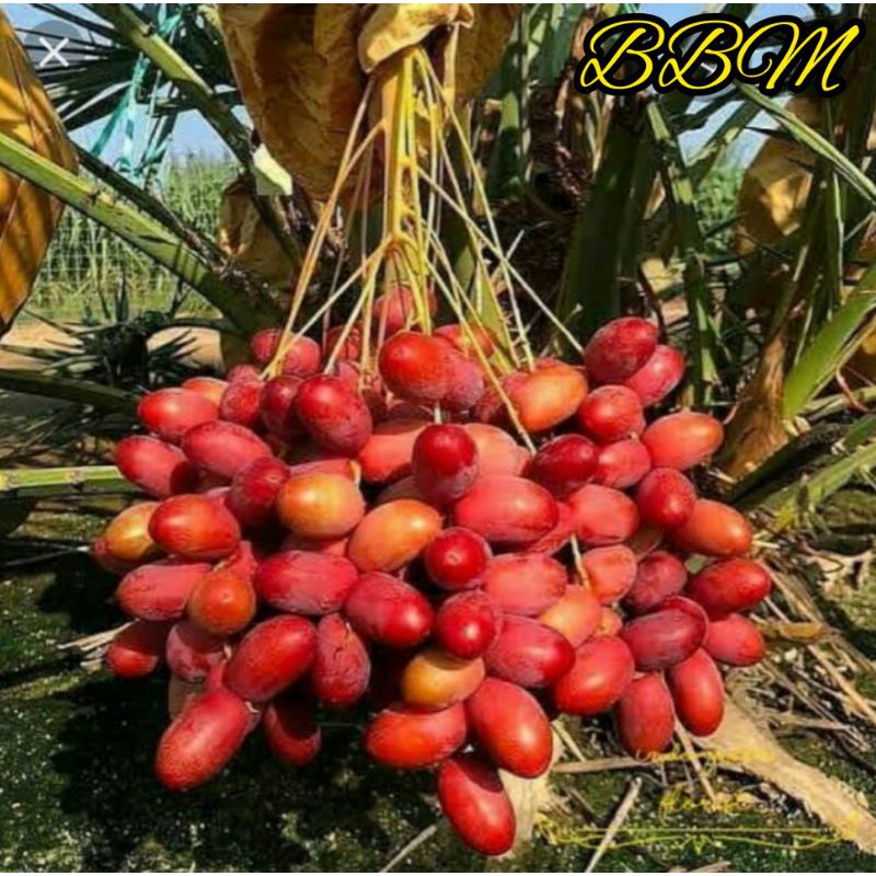 JUAL BIBIT BUAH KURMA ARAB CEPAT BERBUAH (ORI)