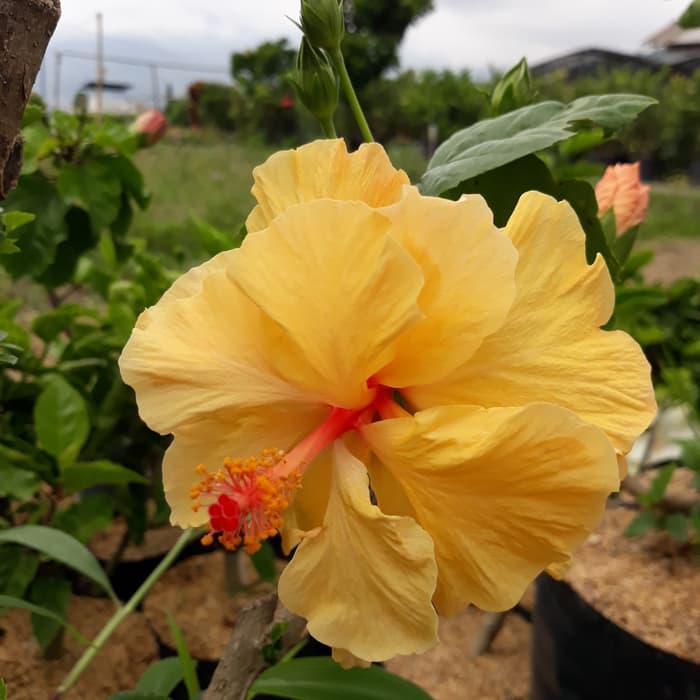 Tanaman Bunga Sepatu Kuning Tumpuk