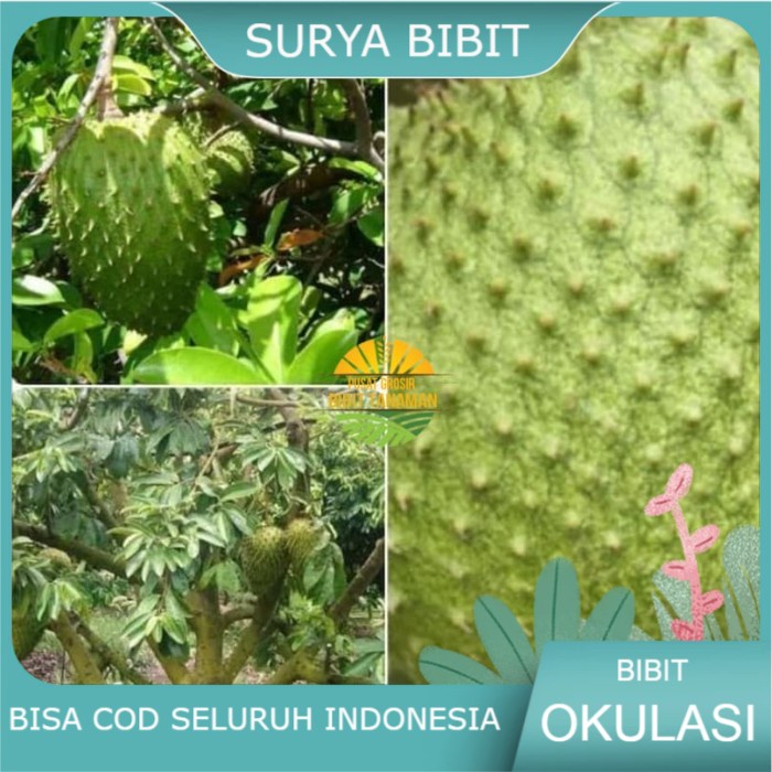Bibit sirsak madu jumbo super manis