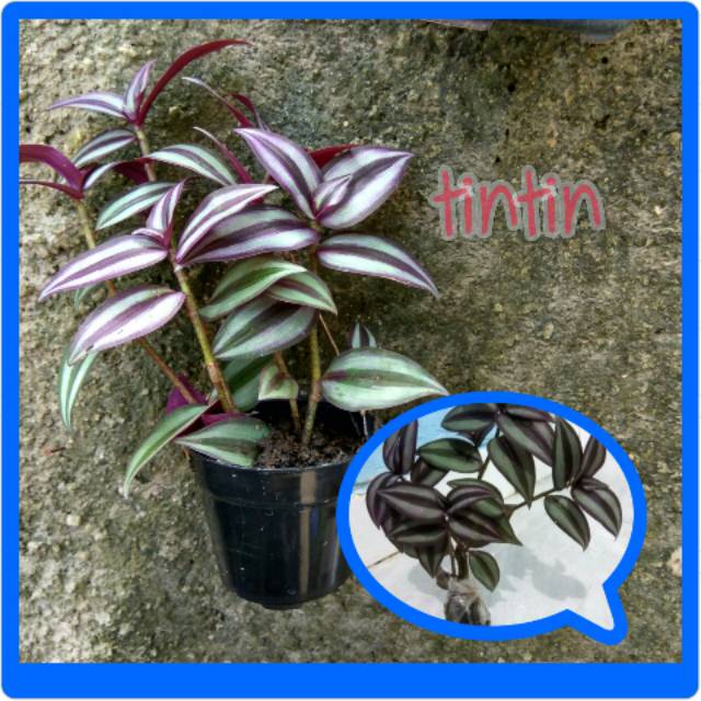  Bibit  Tanaman  Hias Gantung Trades Silver Tradescantia 