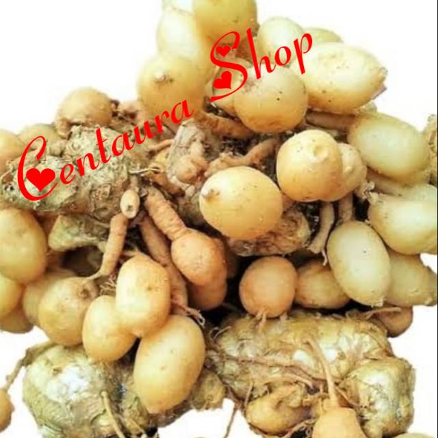 

Kunci Pepet Kering Herbal Asli Kwalitas Unggul 1000gr