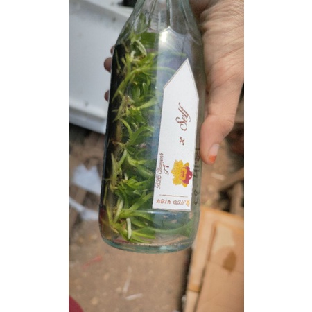 Bibit botol Anggrek Cattleya