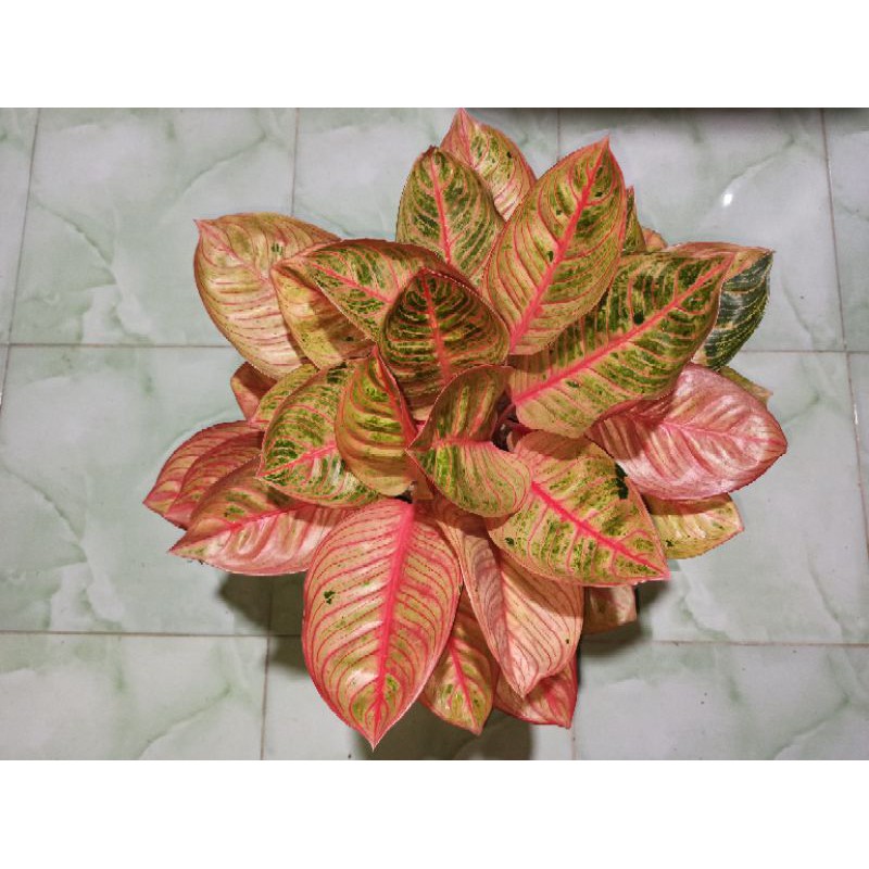 aglonema krisna conon indukan rumpun isi 4