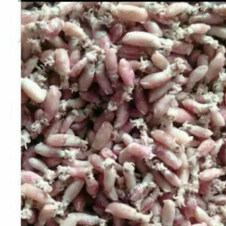 

Cumi baby rebus size1-2cm 250gr