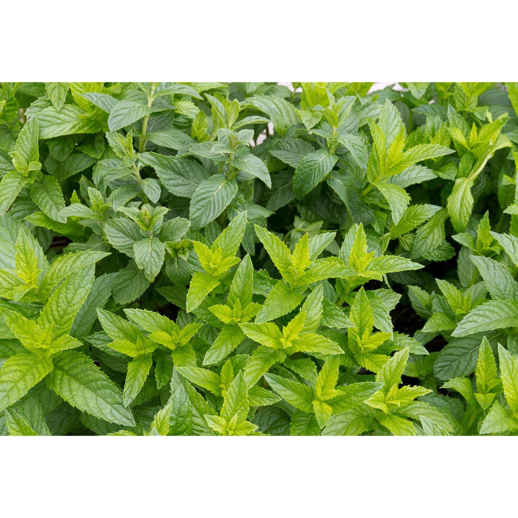 Benih-Bibit Herb Spearmint (Haira Seed)