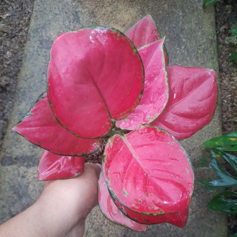 Aglonema Pink Katrina