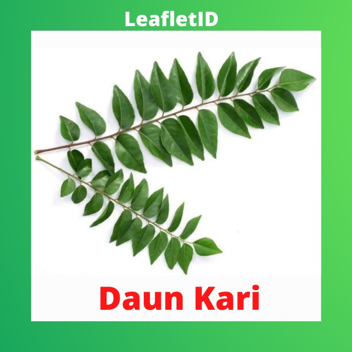 

Daun Kari Segar per pack fresh