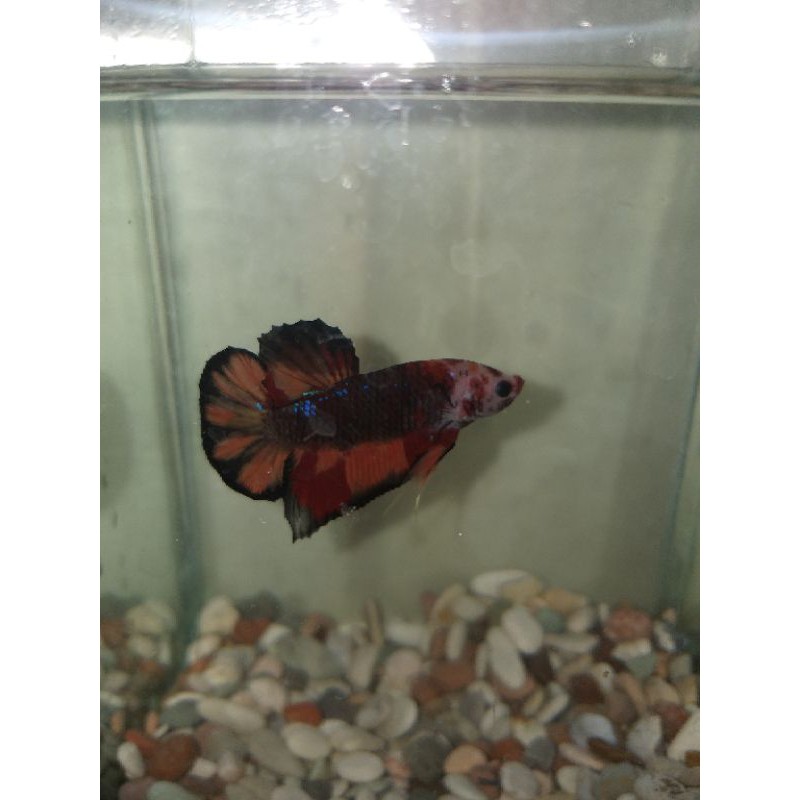CUPANG NEMO CANDY MULTICOLOR GALAXY REAL NO FAKE (dikirim sesuai gambar)
