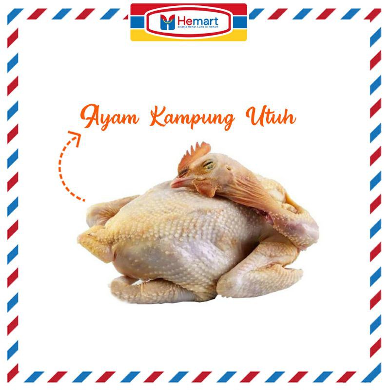 

PALING FRESH!!! AYAM KAMPUNG UTUH 1 EKOR / UNGGAS