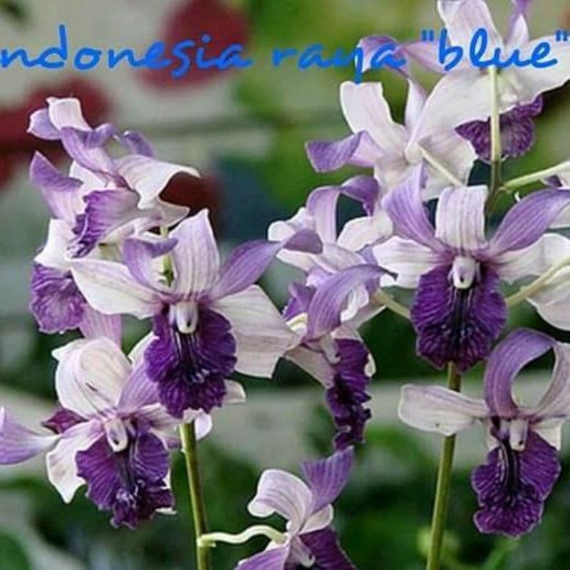 anggrek inaraya blue