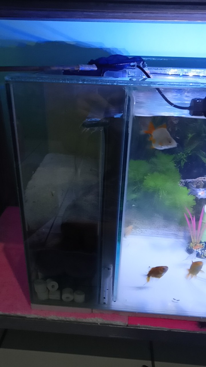 Aquarium Kaca Filter Samping 60x30x35cm Full Set Shopee Indonesia Jual aquarium filter samping