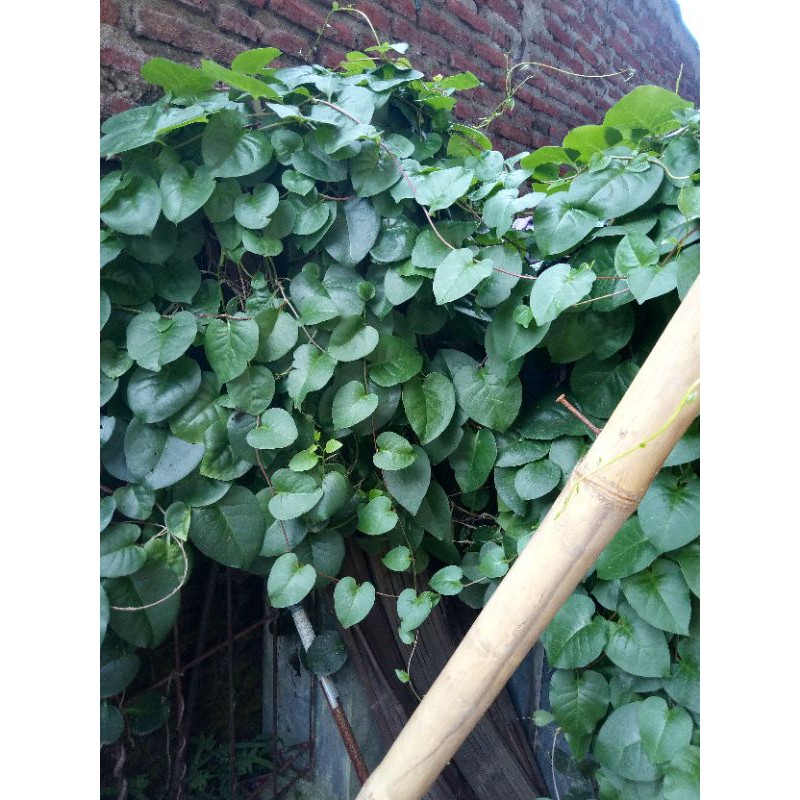 

Daun Binahong segar