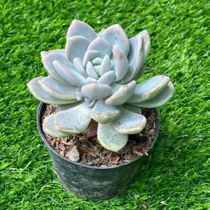 Sukulen Graptoveria Opalina