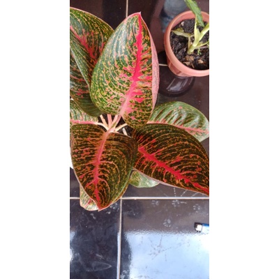 Aglonema Murah Anakan Adelia Best Seller