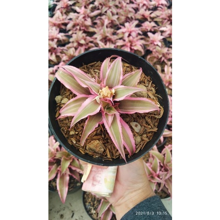 Cryptanthus