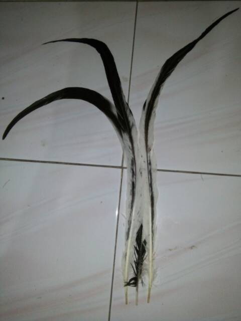 Lancur panjang 45-60cm bahan topi indian harga per biji