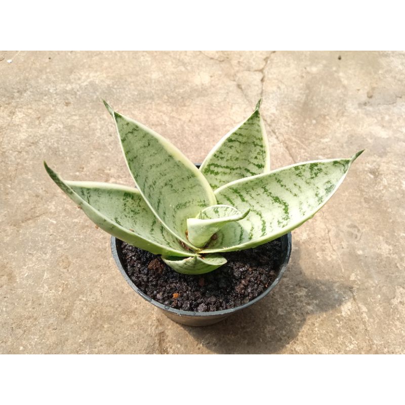 snsevieria hahnii cream