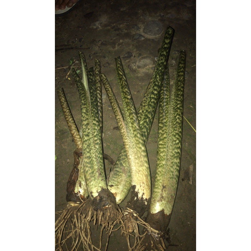 Bonggol alocasia trigina