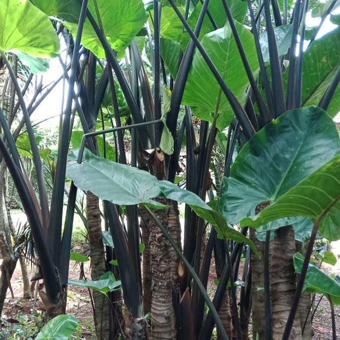 Tanaman Hias Keladi Hitam/Batang Besar Tinggi 2-3 Meter