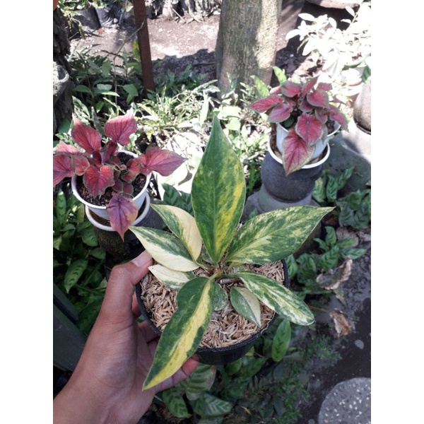 Anthurium Jemani Varigata