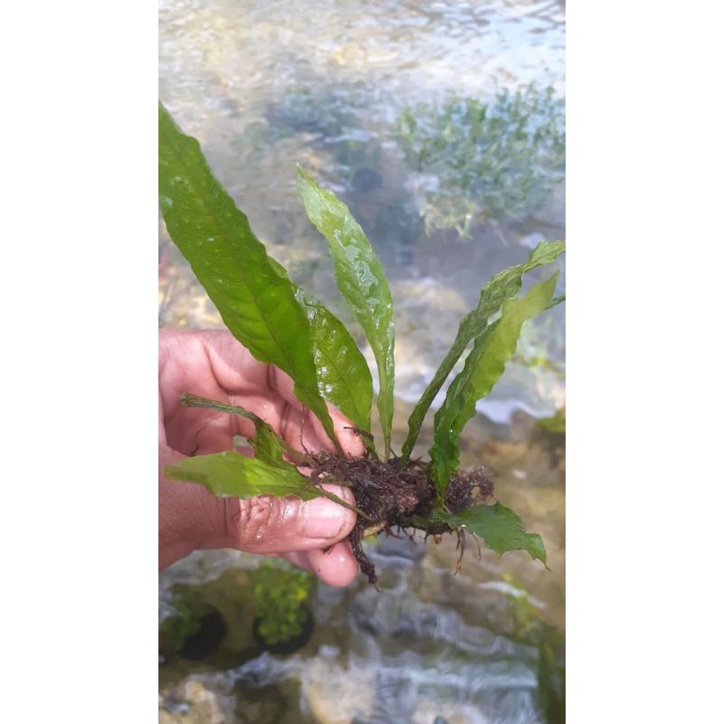 Jual Microsorum Pteropus Java Fern Kadaka Tanaman Aquascape Hiasan Aquarium Tanaman Akuarium