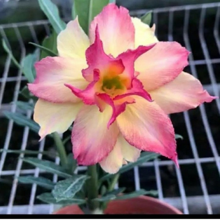 

adenium jingga