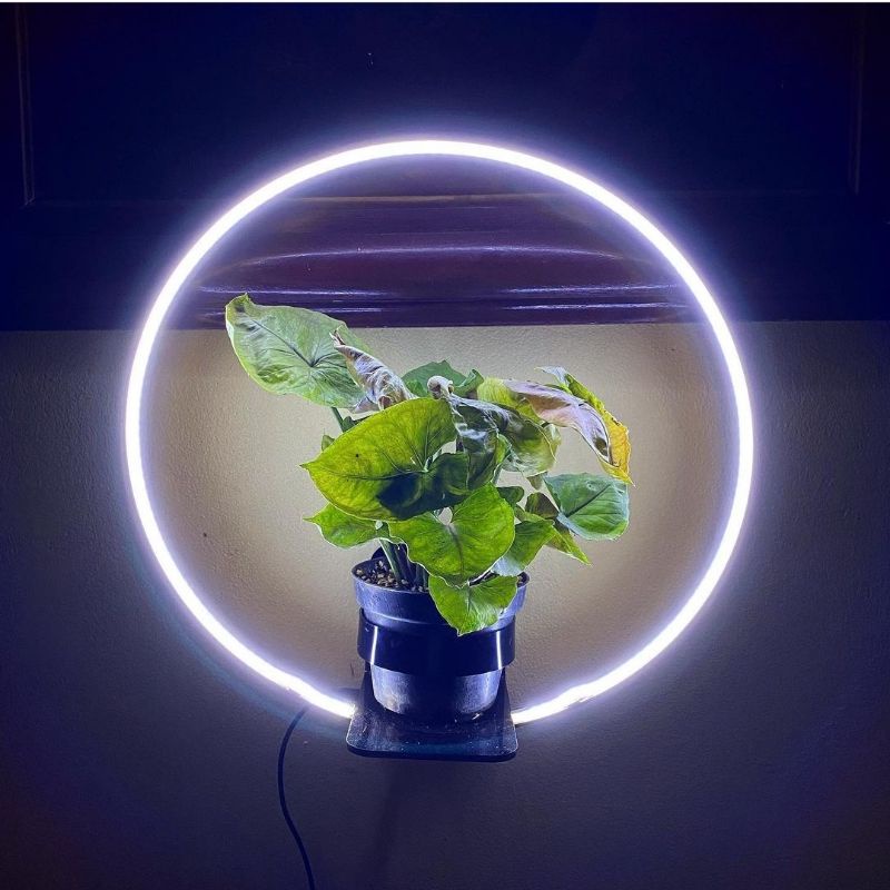 Ring of Light dengan Grow Light