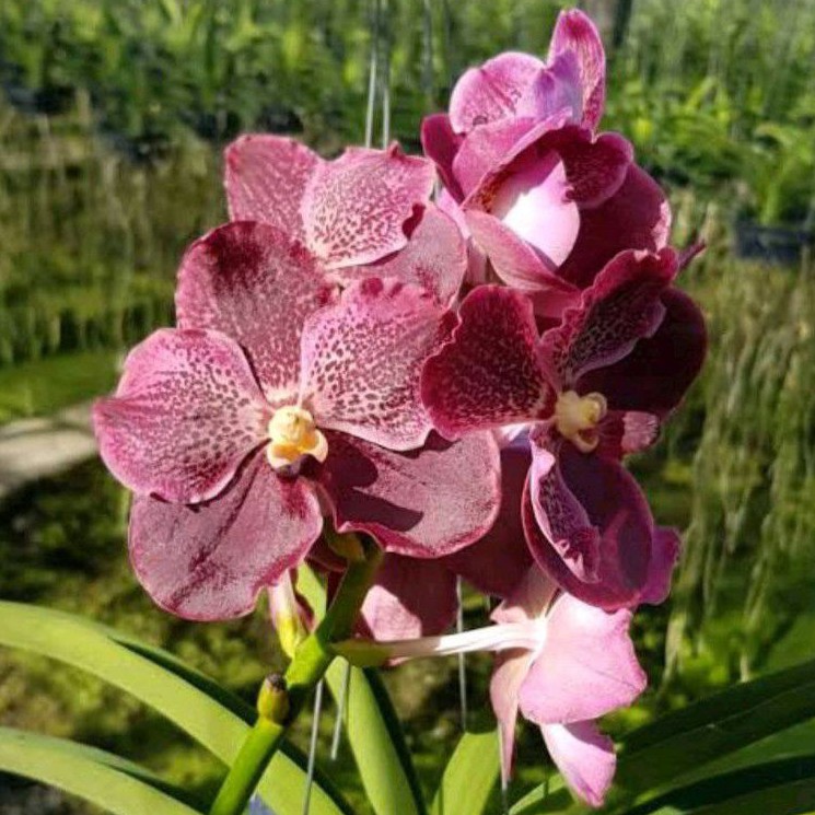 Anggrek Vanda Merah Maroon  Dewasa