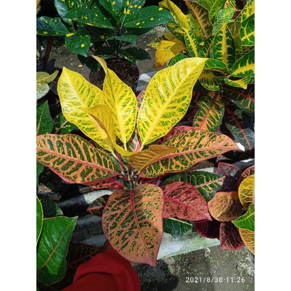 tanaman bunga puring langka bunga puring arumanis berkualitas tinggi