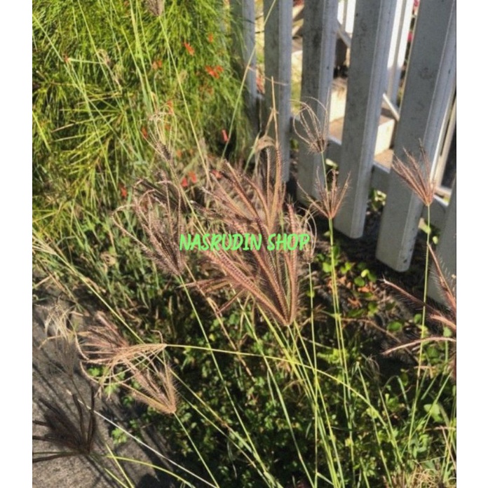 

[Fresh] BUNGA CHLORIS BARBATA 20 TANGKAI SENI DAN DEKORASI