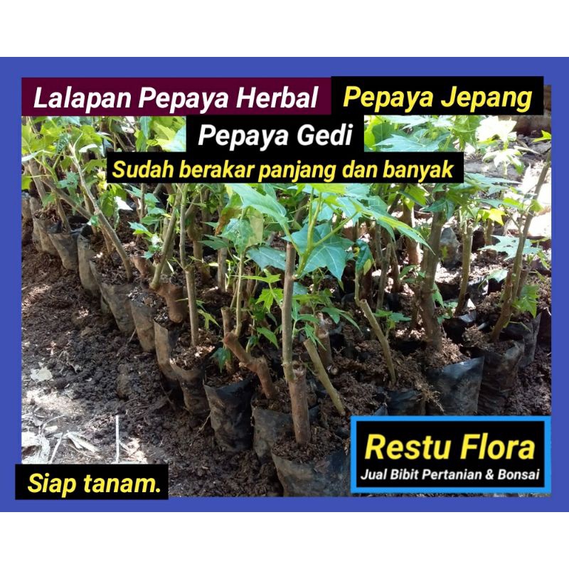 lalapan pepaya Herbal - pepaya Gedi - Pepaya Jepang.