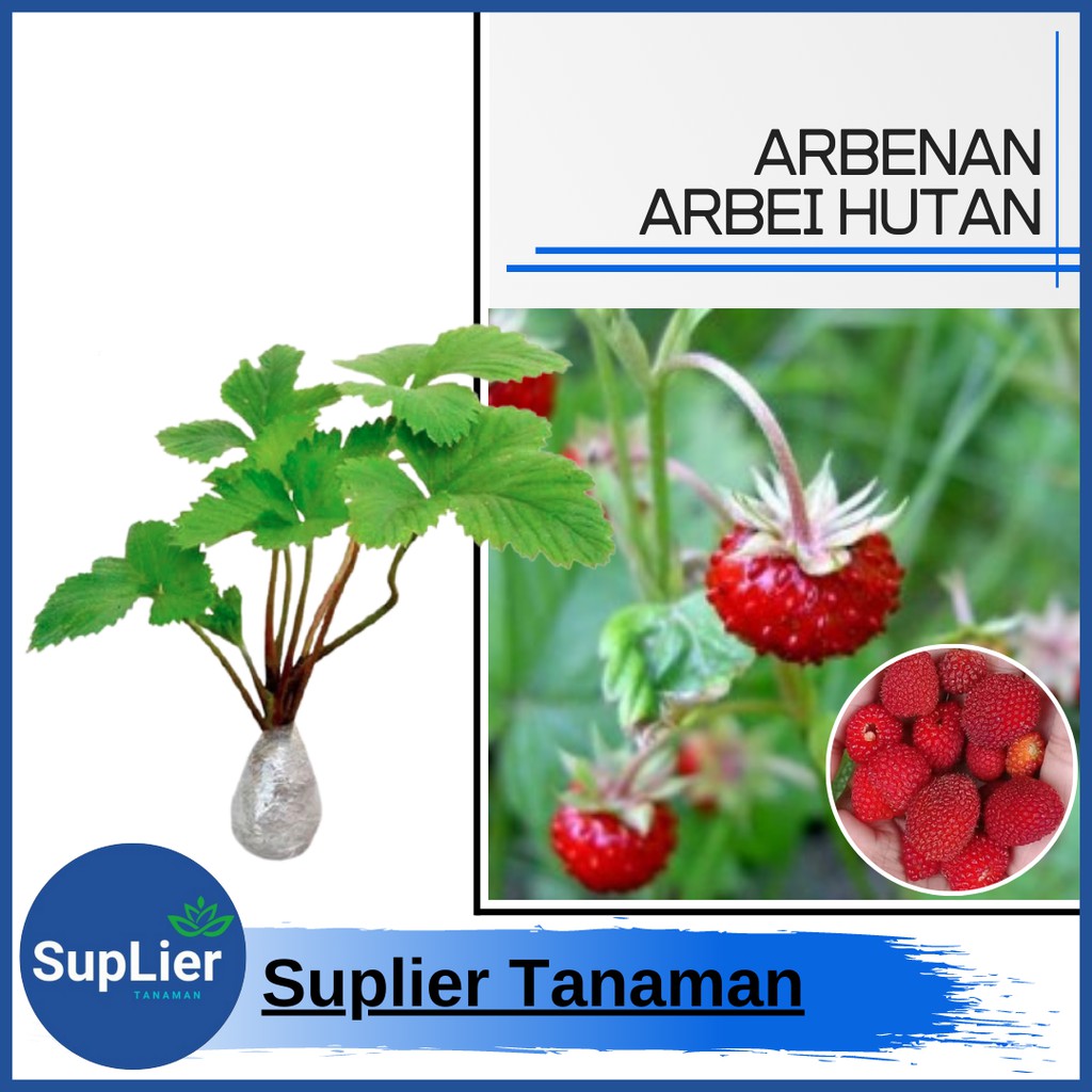 Bibit Tanaman Buah Arbei Hutan / Arbenan