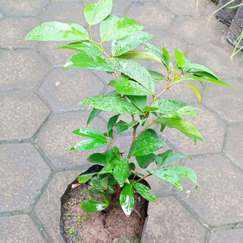 bibit namnam / namnaman / Cynometra cauliflora