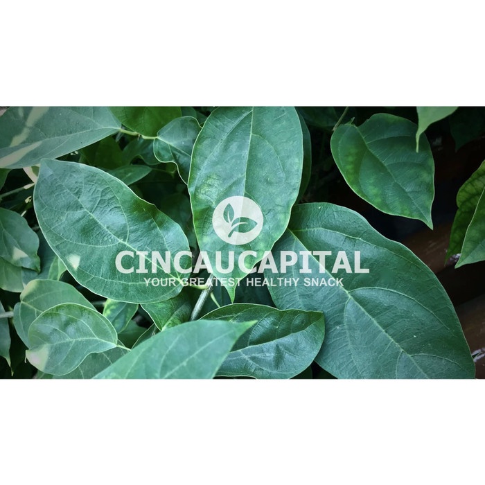 

Detox- Daun Cincau Hijau 500 Gram Campuran -Detox.