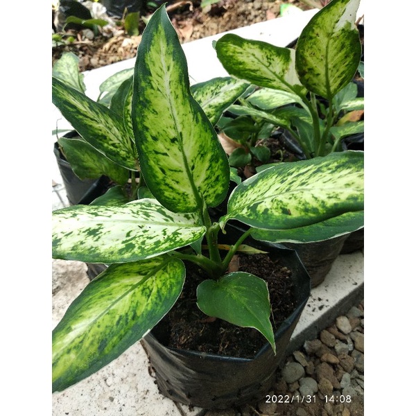 Tanaman hias bunga diven  Diven Banfchia Sparcel  diven lukisan cinta