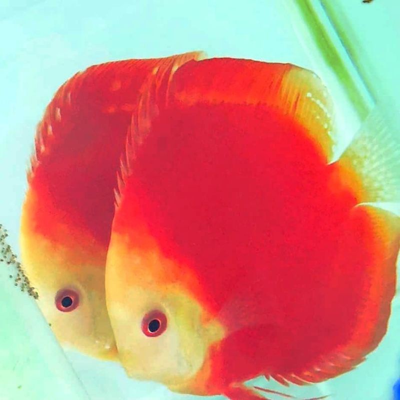 Ikan Discus RM Red Melon Fixed Pair sudah proven/terbukti, bs diliat difoto terlampir burayaknya. Au