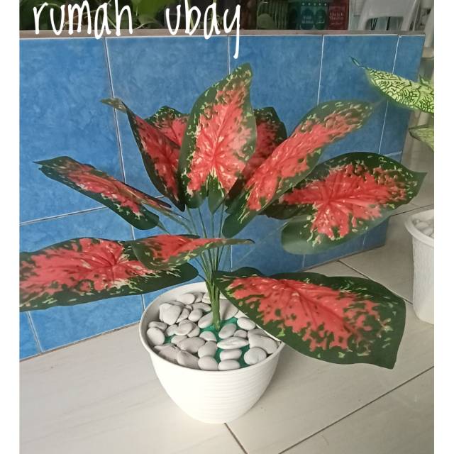 Tanaman Keladi Plastik Keladi Merah Kuning Putih Hijau Pot Tawon 21 Cm Shopee Indonesia