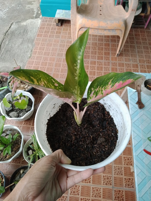 Jual Aglonema Kochin Hibrid
