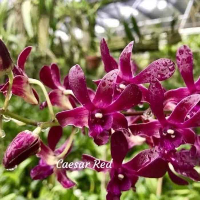 anggrek dendrobium dewasa caesar red terbaru