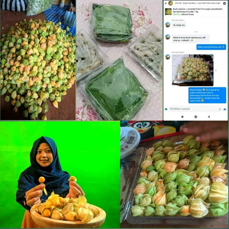 

Buah ciplukan Murah 500 gram