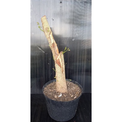 Bahan bonsai Asem londo dongkelan sesuai foto