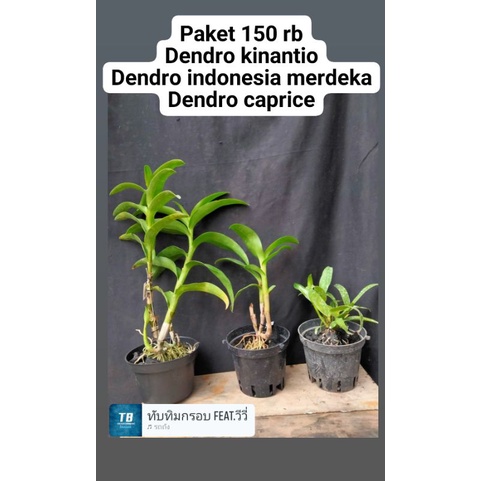 Paket hemat 3 jenis anggrek dendro