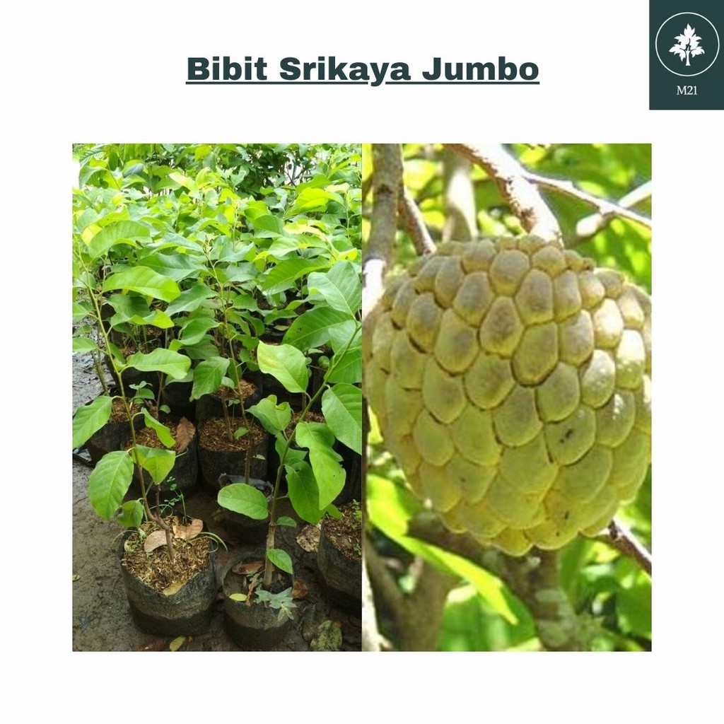 Bibit Srikaya Jumbo
