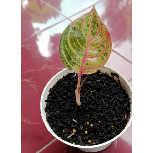 PROMO ANAKAN AGLONEMA HUGES ASLI