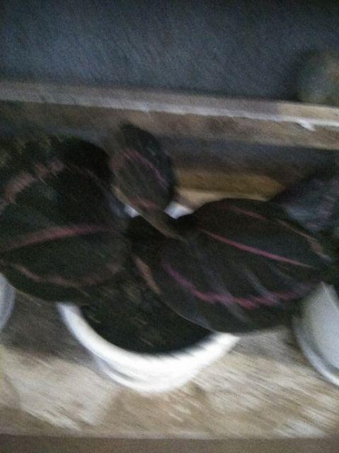 Tanaman Hias Spesial Paket Calathea - Kalatea Silverplat,gr.lipstik,ornata,makoyana