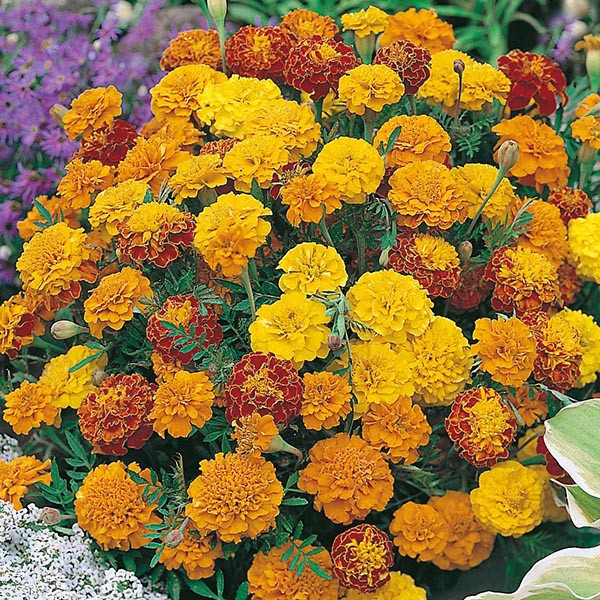 Benih Bibit Biji - Marigold (French) Boy O Boy Mixed Flower Seeds - IMPORT