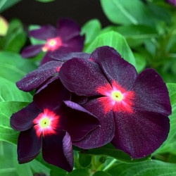 10 Biji - Benih Vinca Ocean BLACK MOON