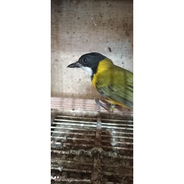 Burung bimoli/kancilan emas bahan rawatan