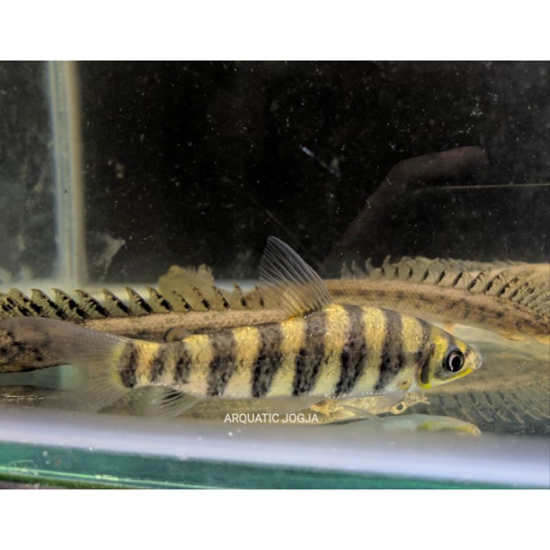 ikan kaos kaki leporinus 9-10cm