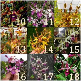 Seedling Anggrek  Dendrobium  Bunga  melintir keriting  